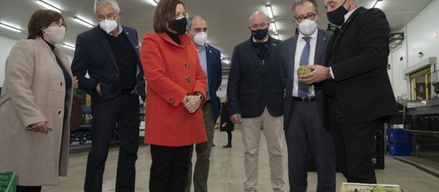 La Diputació subvenciona amb 57.000 euros a la DOP Carxofa de Benicarló per a canviar els plançons afectats pel fong verticillium