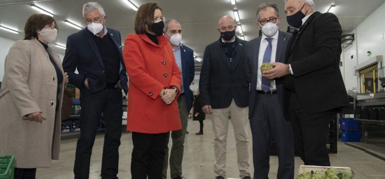 La Diputació subvenciona amb 57.000 euros a la DOP Carxofa de Benicarló per a canviar els plançons afectats pel fong verticillium