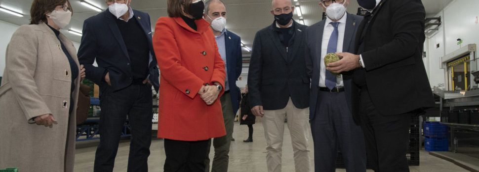 La Diputació subvenciona amb 57.000 euros a la DOP Carxofa de Benicarló per a canviar els plançons afectats pel fong verticillium
