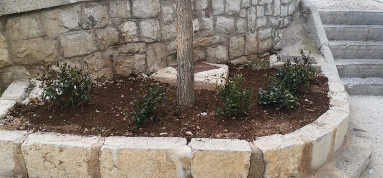 L’Ajuntament de Peníscola intensifica les tasques de millora de la jardineria en el municipi
