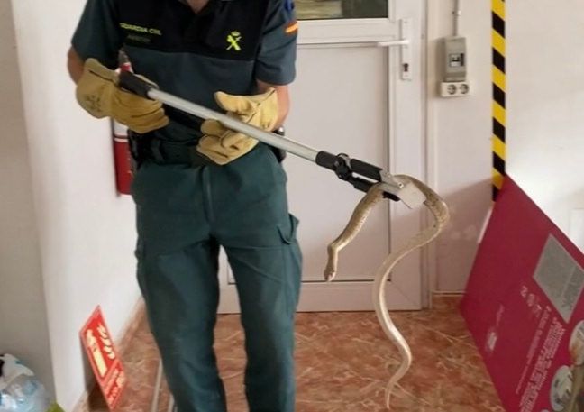 La Guardia Civil rescata una culebra en una oficina de la Raval de Crist de Roquetes