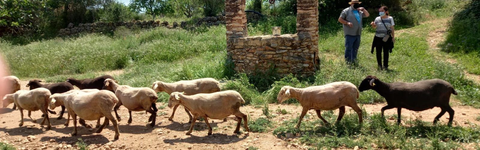 Fotos: Visita escolar als barris d’Ulldecona