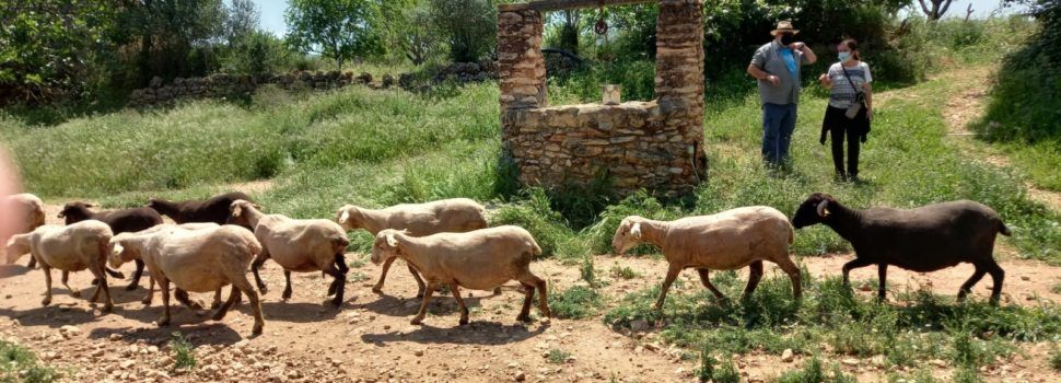 Fotos: Visita escolar als barris d’Ulldecona