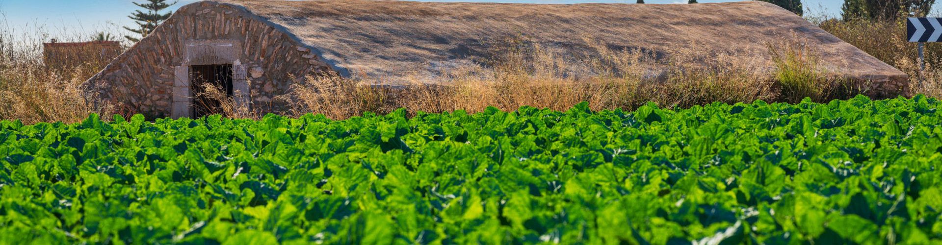Benicarló aprova regular l’ús agrícola de fangs procedents de la depuració d’aigües residuals