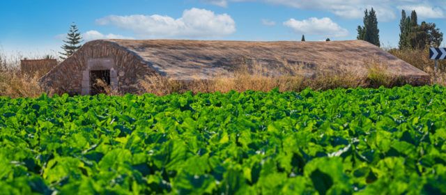 Benicarló aprova regular l’ús agrícola de fangs procedents de la depuració d’aigües residuals