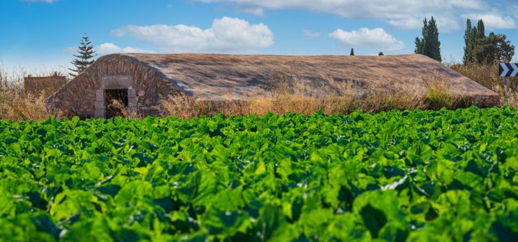 Benicarló aprova regular l’ús agrícola de fangs procedents de la depuració d’aigües residuals