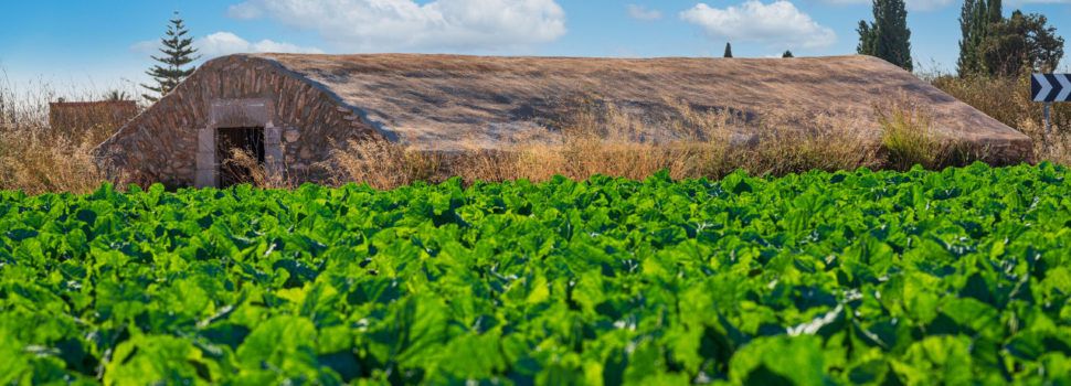 Benicarló aprova regular l’ús agrícola de fangs procedents de la depuració d’aigües residuals