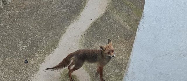 Les raboses també visiten Vallibona
