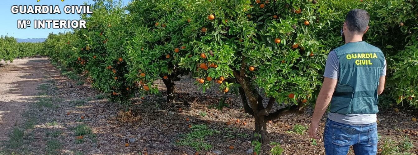 La Guardia Civil detiene a dos personas e investiga a otra por la sustracción de 35.000 kg de naranjas en Vinaròs, Sant Jordi y Traiguera