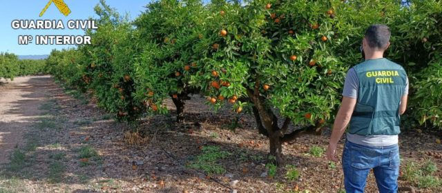 La Guardia Civil detiene a dos personas e investiga a otra por la sustracción de 35.000 kg de naranjas en Vinaròs, Sant Jordi y Traiguera