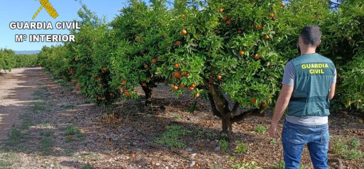 La Guardia Civil detiene a dos personas e investiga a otra por la sustracción de 35.000 kg de naranjas en Vinaròs, Sant Jordi y Traiguera