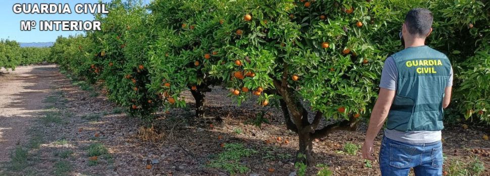 La Guardia Civil detiene a dos personas e investiga a otra por la sustracción de 35.000 kg de naranjas en Vinaròs, Sant Jordi y Traiguera