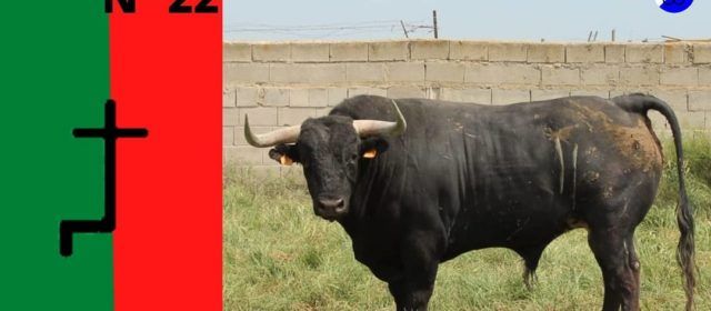 Fotos: Los 6 morlacos de la corrida de rejones de Vinaròs