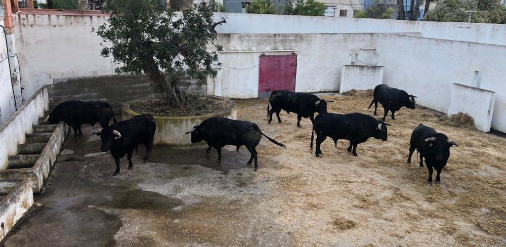 Los dos encierros de la Fira ya descansan en los corrales de Vinaròs