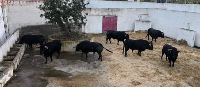 Los dos encierros de la Fira ya descansan en los corrales de Vinaròs