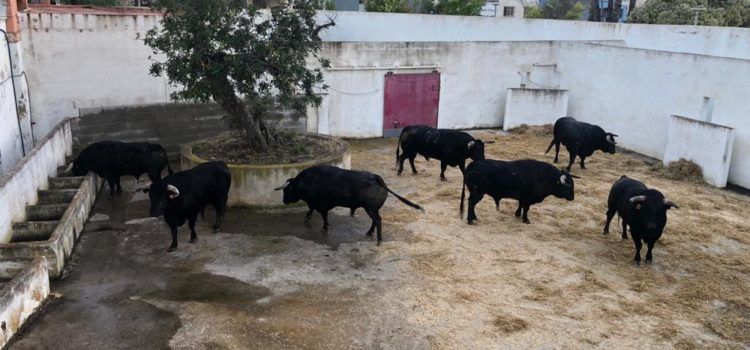Los dos encierros de la Fira ya descansan en los corrales de Vinaròs