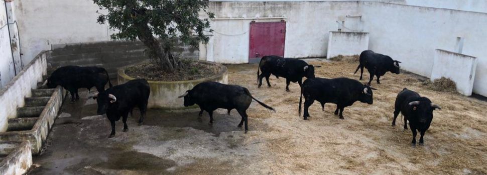 Los dos encierros de la Fira ya descansan en los corrales de Vinaròs