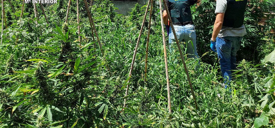 La Guardia Civil incauta en Benicarló cinco armas de fuego y desmantela una plantación de marihuana