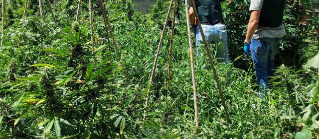 La Guardia Civil incauta en Benicarló cinco armas de fuego y desmantela una plantación de marihuana