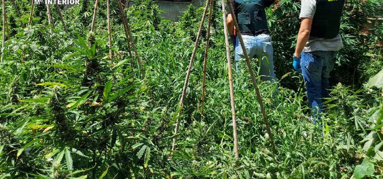 La Guardia Civil incauta en Benicarló cinco armas de fuego y desmantela una plantación de marihuana