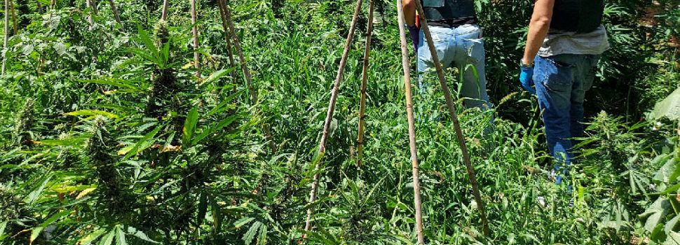La Guardia Civil incauta en Benicarló cinco armas de fuego y desmantela una plantación de marihuana