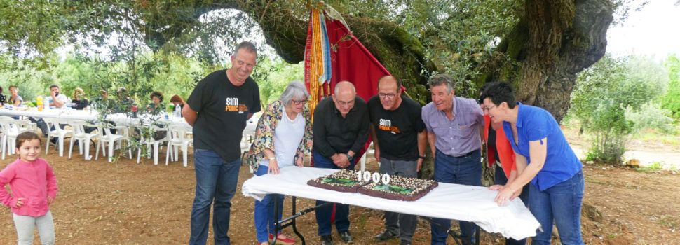L’Olivera Mil·lènia, de Godall, elegida por AEMO Millor Olivera Monumental d’Espanya 2021