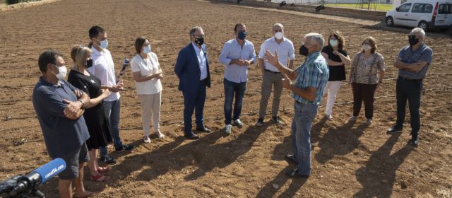 La Diputación aporta 57.000 euros para sustituir las plantaciones enfermas de la Denominación de Origen Protegida Alcachofa de Benicarló