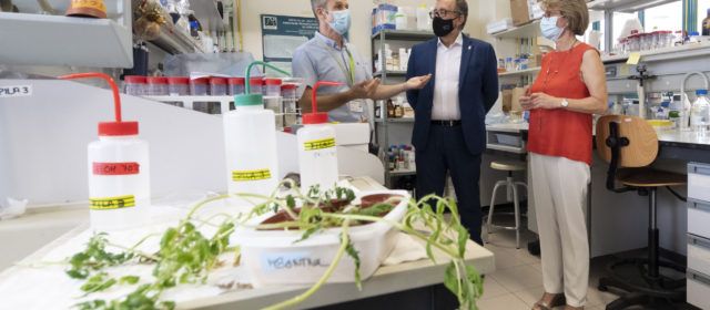 Diputació i UJI impulsen un projecte per a combatre plagues i malalties en cultius amb microorganismes beneficiosos