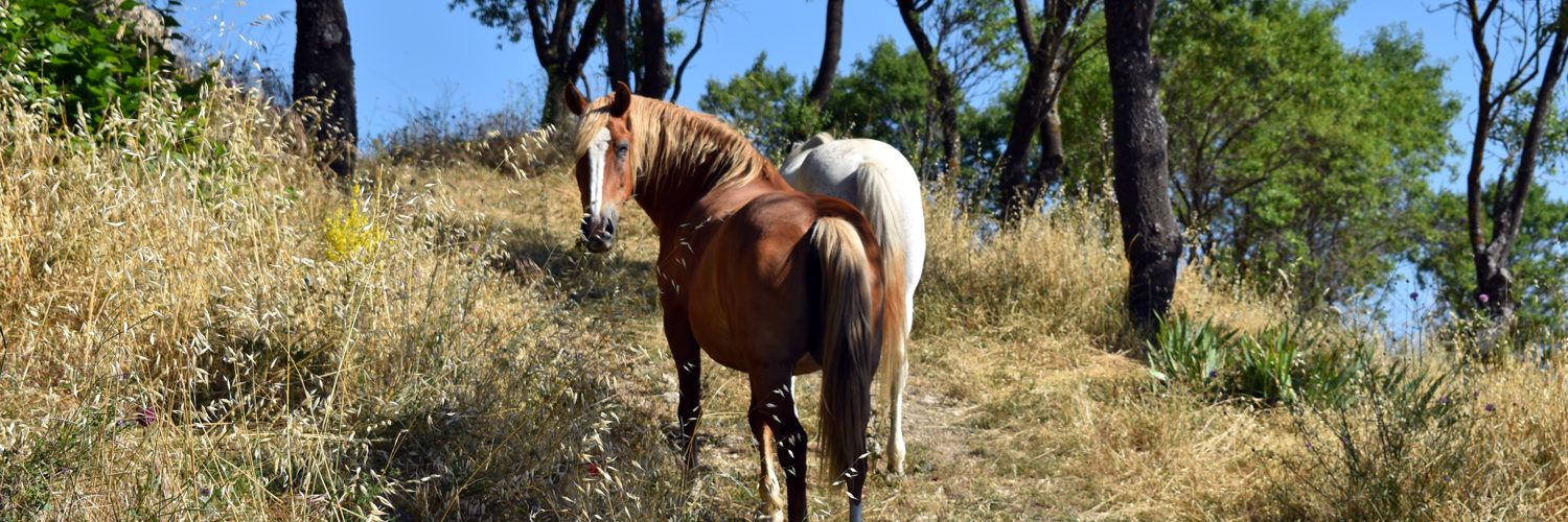 Morella continua amb els treballs de neteja forestal i prevenció d’incendis