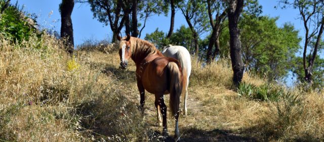 Morella continua amb els treballs de neteja forestal i prevenció d’incendis