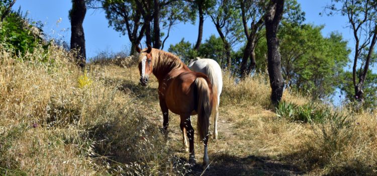 Morella continua amb els treballs de neteja forestal i prevenció d’incendis