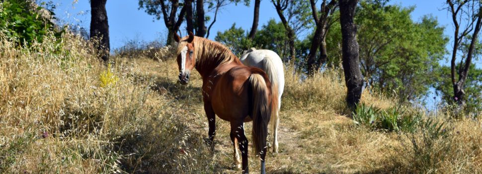 Morella continua amb els treballs de neteja forestal i prevenció d’incendis