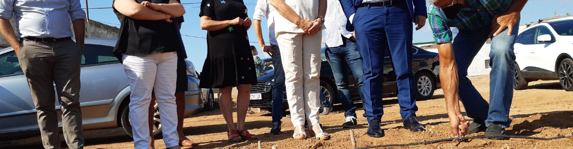 La Carxofa de Benicarló millorarà la seua qualitat vegetal gràcies al suport de la Diputació