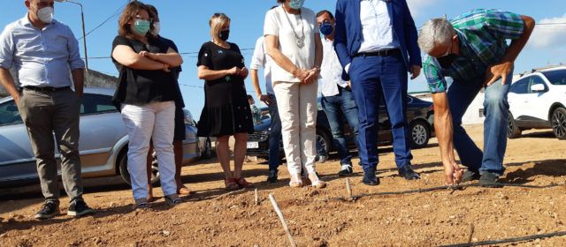 La Carxofa de Benicarló millorarà la seua qualitat vegetal gràcies al suport de la Diputació