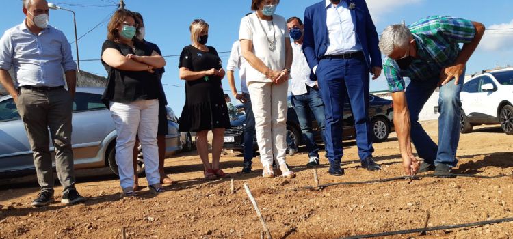 La Carxofa de Benicarló millorarà la seua qualitat vegetal gràcies al suport de la Diputació