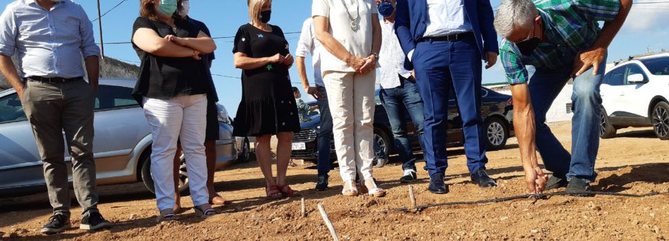 La Carxofa de Benicarló millorarà la seua qualitat vegetal gràcies al suport de la Diputació