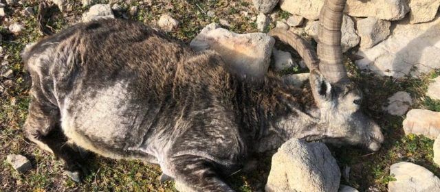 Los cazadores exigen más medidas a la Conselleria para combatir la sarna de las cabras hispánicas