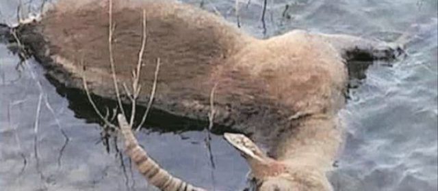 Conselleria, dispuesta a intervenir para combatir la sarna en las cabras
