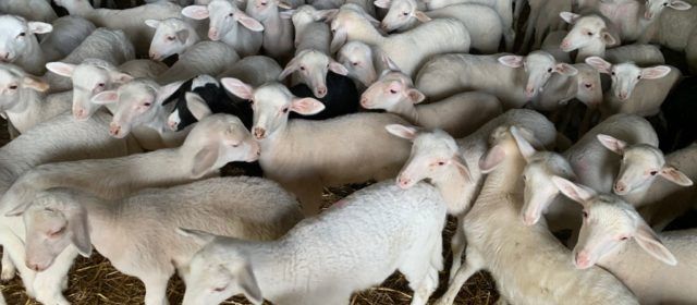 L´Economia Circular de l´Oliva desperta l´interés de ramaders d´oví i boví de Castelló