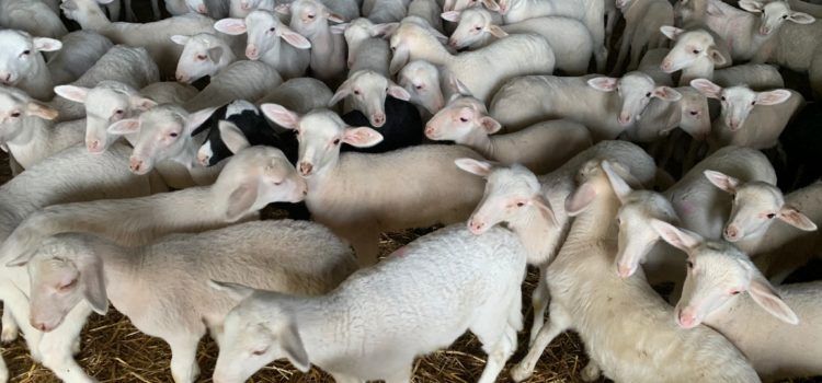 L´Economia Circular de l´Oliva desperta l´interés de ramaders d´oví i boví de Castelló