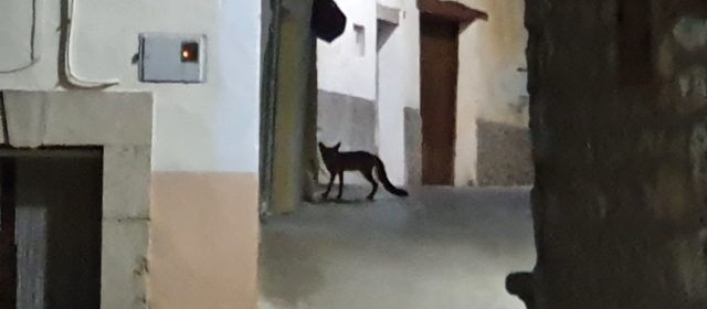 Vídeo i fotos: la famolenca rabosa de Vallibona