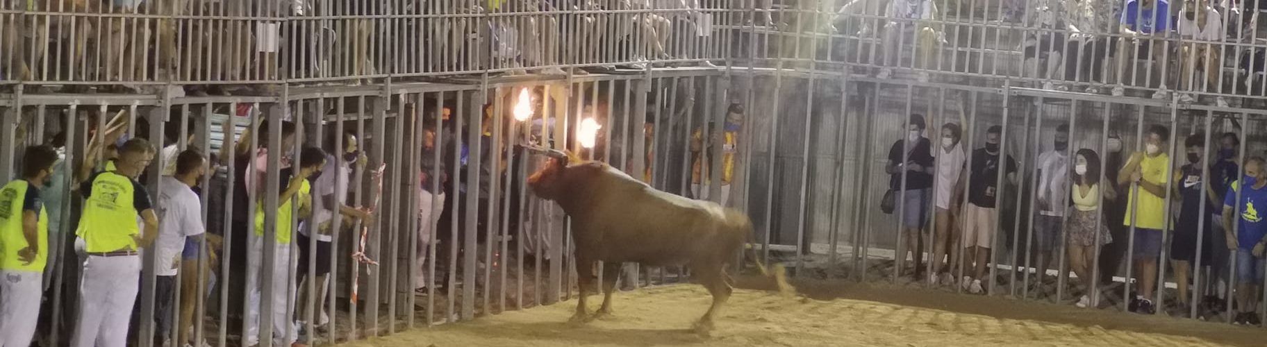 Fotos: bou embolat a Alcalà de Xivert