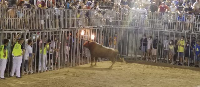 Fotos: bou embolat a Alcalà de Xivert
