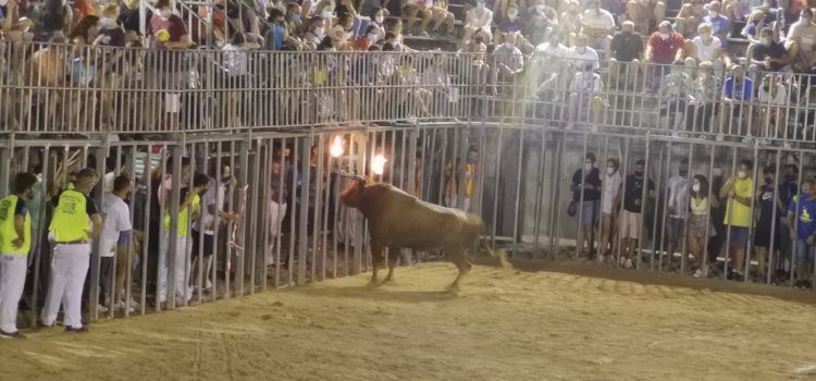 Fotos: bou embolat a Alcalà de Xivert