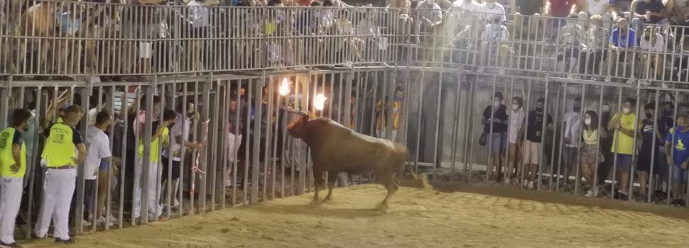 Fotos: bou embolat a Alcalà de Xivert