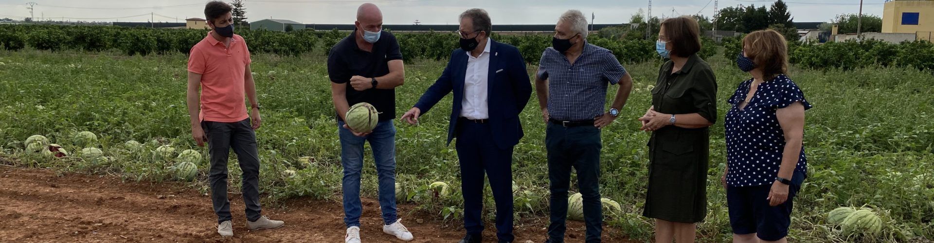 L’Ajuntament de Benicarló demanarà ajudes per als agricultors afectats per la pedregada