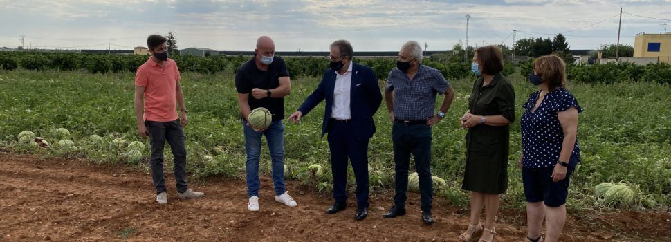 L’Ajuntament de Benicarló demanarà ajudes per als agricultors afectats per la pedregada