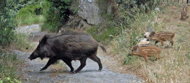 L’Ajuntament d’Alcalà-Alcossebre demana accions per a pal·liar la sobrepoblació de senglars i conills