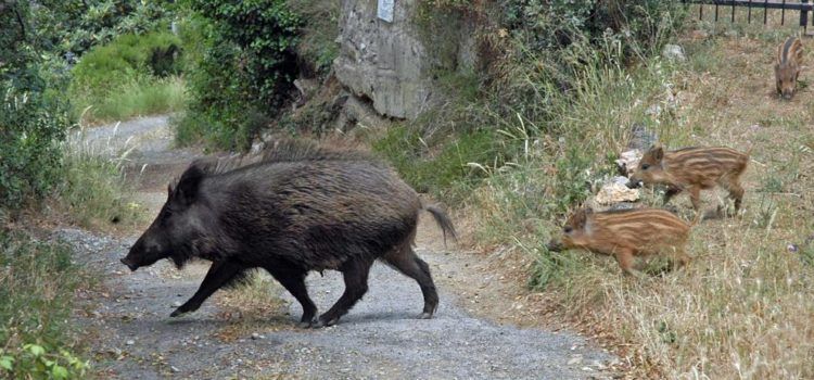 L’Ajuntament d’Alcalà-Alcossebre demana accions per a pal·liar la sobrepoblació de senglars i conills