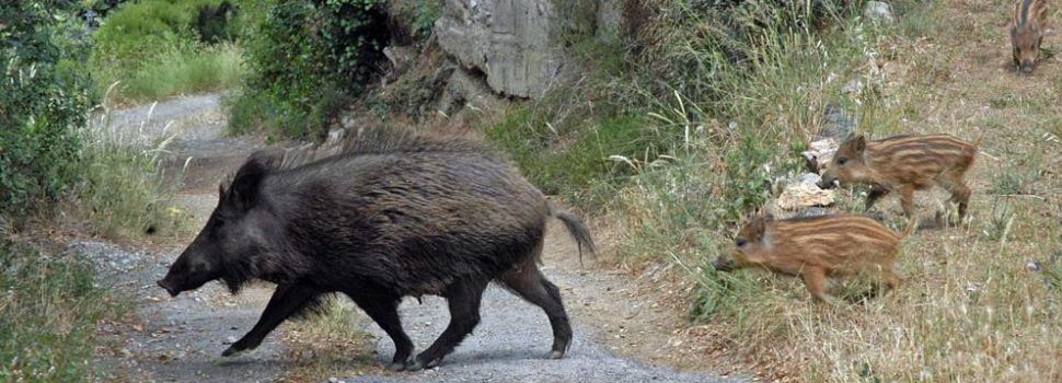L’Ajuntament d’Alcalà-Alcossebre demana accions per a pal·liar la sobrepoblació de senglars i conills
